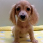 No.275 ミニチュアダックスフンド　男の子♂　6月25日生まれ