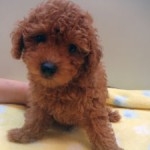 No.276  トイプードル　男の子♂　6月25日生まれ