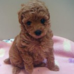 No.277  トイプードル　女の子♀　8月17日生まれ