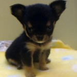 No.278  ロングコートチワワ　女の子♀　7月27日生まれ