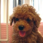 No.27 トイプードル　女の子♀　5月31日生まれ
