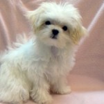 No.280 マルチーズ　女の子♀　7月3日生まれ