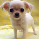 No.282 ロングコートチワワ　女の子♀　8月5日生まれ