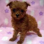 No.284  トイプードル　女の子♀　9月27日生まれ