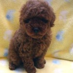 No.285  トイプードル　男の子♂　10月23日生まれ