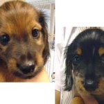 No.28 ダックスフンド　男の子♂　5月8日生まれ