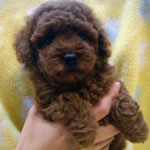 No.290 トイプードル　女の子♀　10月23日生まれ