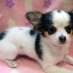 No.291 ロングコートチワワ　女の子♀　9月25日生まれ