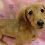 No.292  ミニチュアダックスフンド　女の子♀　10月5日生まれ