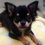 No.293  ロングコートチワワ　男の子♂　3月29日生まれ