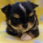 No.294  ロングコートチワワ　男の子♂　12月15日生まれ