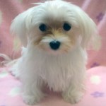 No.295  マルチーズ　女の子♀　5月23日生まれ