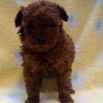 No.297  トイプードル　女の子♀　12月13日生まれ