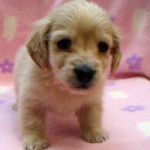 No.298  ミニチュアダックスフンド　女の子♀　12月12日生