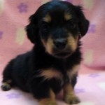 No.299  ミニチュアダックスフンド　女の子♀　12月12日生まれ