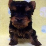 No.300  ヨークシャーテリア　男の子♂　1月6日生まれ