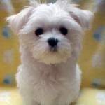 No.301  マルチーズ　男の子♂　11月15日生まれ
