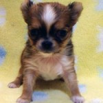 No.303  ロングコートチワワ　女の子♀　2月12日生まれ