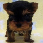 No.304  ヨークシャーテリア　男の子♂　1月6日生まれ