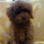 No.305 トイプードル　男の子♂　12月13日生まれ