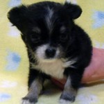 No.306  ロングコートチワワ　女の子♀　2月12日生まれ