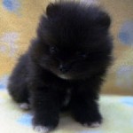 No.307  ポメラニアン　女の子♀　2月24日生まれ