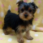 No.308 ヨークシャーテリア　女の子♀　1月6日生まれ