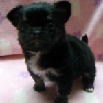 No.309  ロングコートチワワ　女の子♀　2月16日生まれ