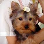 No.30 ヨークシャーテリア　男の子♂　4月21日生まれ