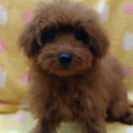 No.310 トイプードル　男の子♂　12月13日生まれ