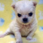 No.311  ロングコートチワワ　女の子♀　2月12日生まれ