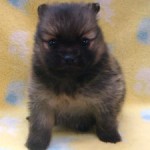 No.312  ポメラニアン　男の子♂　3月27日生まれ