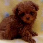 No.313 トイプードル　女の子♀　3月24日生まれ