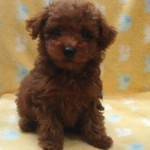 No.314 トイプードル　男の子♂　3月24日生まれ 
