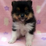 No.315 ポメラニアン　女の子♀　4月28日生まれ