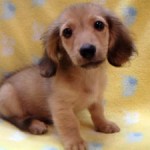 No.316 ミニチュアダックスフンド　男の子♂　3月3日生まれ