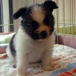 No.317  パピヨン　男の子♂　5月2日生まれ