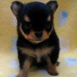 No.319  ロングコートチワワ　女の子♀　5月23日生まれ 