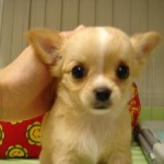 No.31 ロングコートチワワ　女の子♀　7月7日生まれ