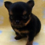 No.320  ロングコートチワワ　男の子♂　5月23日生まれ