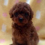 No.321  トイプードル　男の子♂　6月7日生まれ