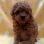 No.322 トイプードル　女の子♀　6月7日生まれ 