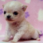 No.324  ロングコートチワワ　女の子♀　6月27日生まれ 