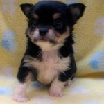 No.328  ロングコートチワワ　男の子♂　6月22日生まれ