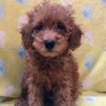 No.329  トイプードル　男の子♂　7月14日生まれ 
