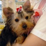 No.32 ヨークシャーテリア　女の子♀　4月21日生まれ
