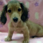 No.330 ミニチュアダックスフンド　女の子♀　6月29日生まれ