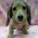 No.331  ミニチュアダックスフンド　女の子♀　6月29日生まれ