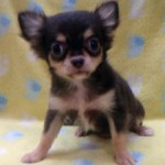 No.332 ロングコートチワワ　女の子♀　6月22日生まれ