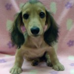 No.333 ミニチュアダックスフンド　女の子♀　6月29日生まれ